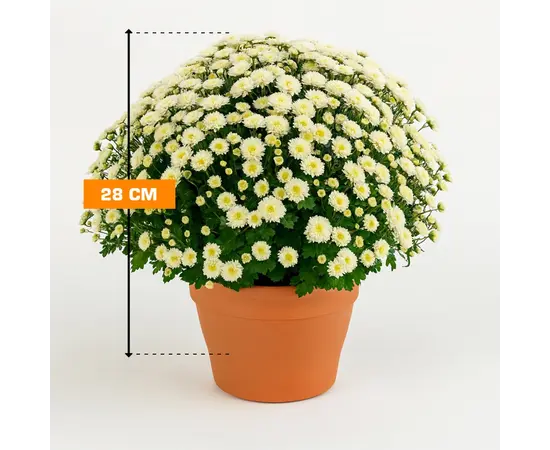 Хризантема Chrysanthemum Jasoda mixed Scandinavië mix 28 см