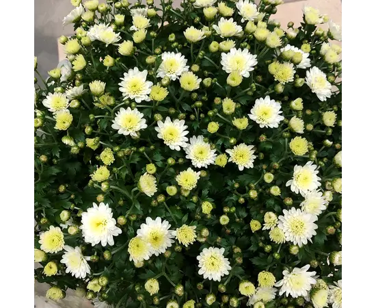 Хризантема Chrysanthemum Jasoda mixed Scandinavië mix 28 см