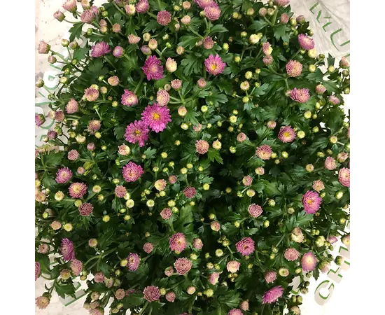 Хризантема Chrysanthemum Jasoda mixed Scandinavië mix 28 см