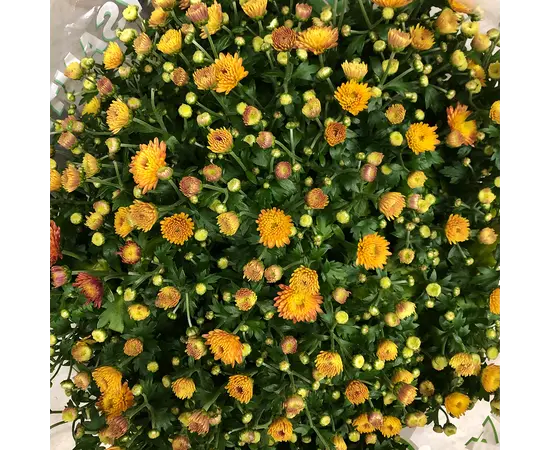 Хризантема Chrysanthemum Jasoda mixed Scandinavië mix 28 см