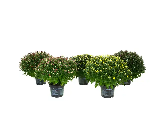 Хризантема Chrysanthemum Jasoda mixed Scandinavië mix 28 см