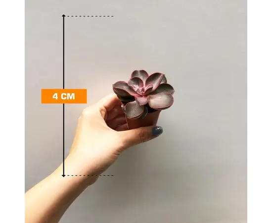 ეხევერია Echeveria gibbiflora multicaulus 505/8