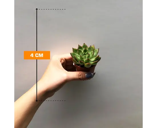 ეხევერია Echeveria agavoides red tips 505/8