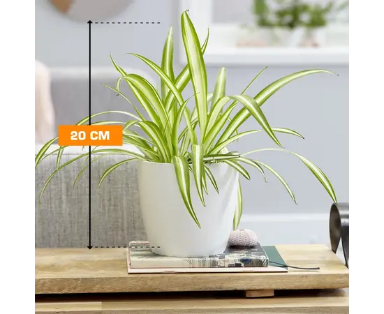 ქლოროფიტუმი Variegatum chlorophytum comosum 20 სმ