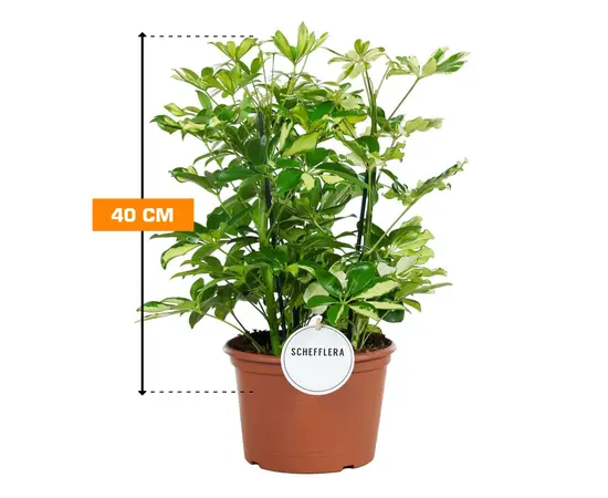 შეფლერა Schefflera several Carnaval Toef 40 სმ
