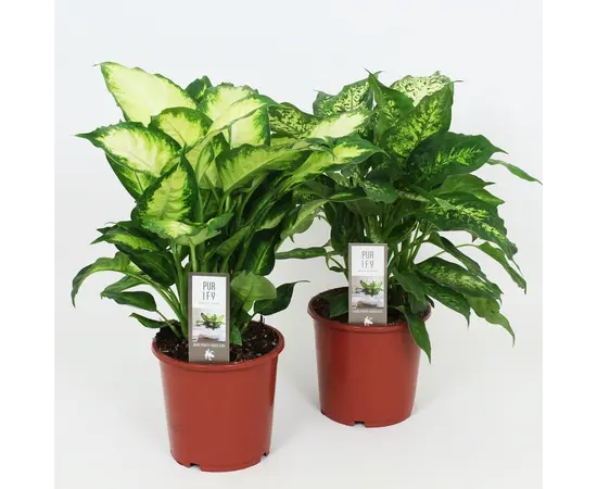 დიფენბახია Dieffenbachia mixed Purify Camilla/Compacta 25 სმ