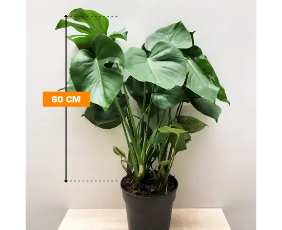 მონსტერა Monstera deliciosa 60 სმ