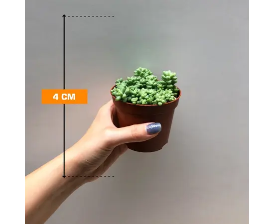 Седум Sedum burrito 508/10