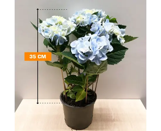 ჰორტენზია Ankong blue 35 სმ