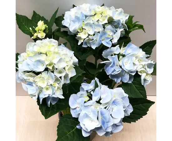 ჰორტენზია Ankong blue 35 სმ
