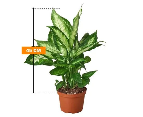 დიფენბახია Dieffenbachia Camilla Purify 45 სმ