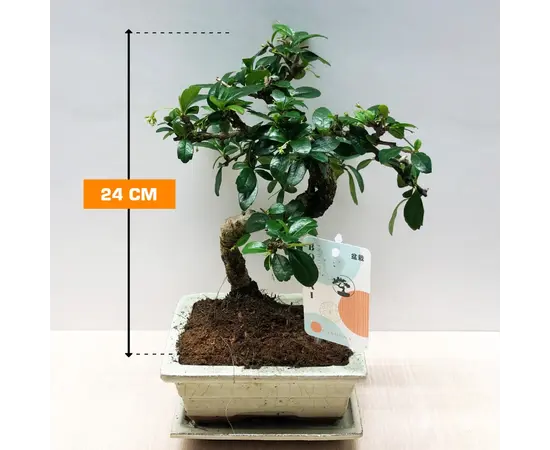 ბონსაი Bonsai several Carmona 'Traditional' 24 სმ