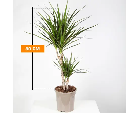 Драцена Marginata 2PP 80 см