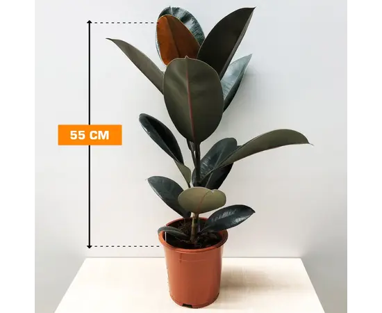 ფიკუსი Ficus El 'Abidjan' 55 სმ