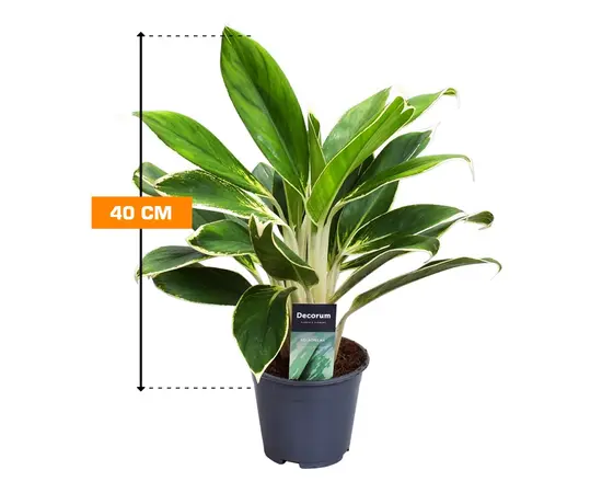 აგლაონემა Aglaonema White Lime 40 სმ