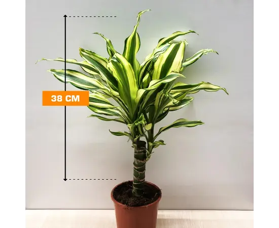 დრაცენა Dracaena Yellow Coast 38 სმ