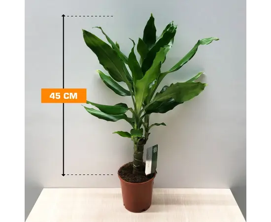 დრაცენა Dracaena fragrans Steudneri green 45 სმ
