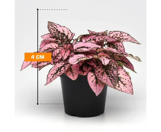 ჰიპოესტეს Hypoestes 4 სმ