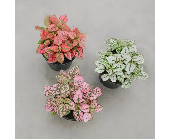ჰიპოესტეს Hypoestes 4 სმ