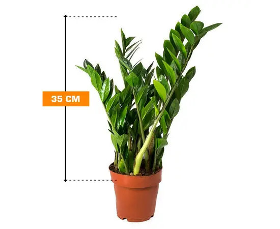 ზამიოკულკასი Zamioculcas zamiifolia 4 veren 35 სმ