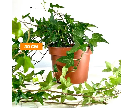 ხედერა Hedera Anna helix 30 სმ