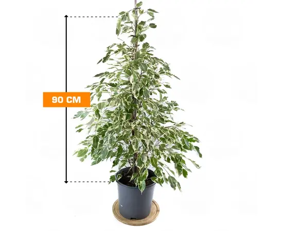 ფიკუსი Ficus Ben mixed 3 species forever green mix 90 სმ