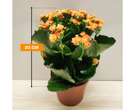 კალანხოე Kalanchoe blossfeldiana - Rosalina mix 20 სმ