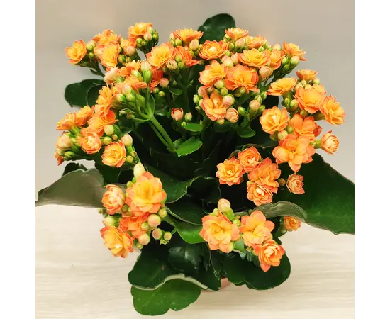 კალანხოე Kalanchoe blossfeldiana - Rosalina mix 20 სმ