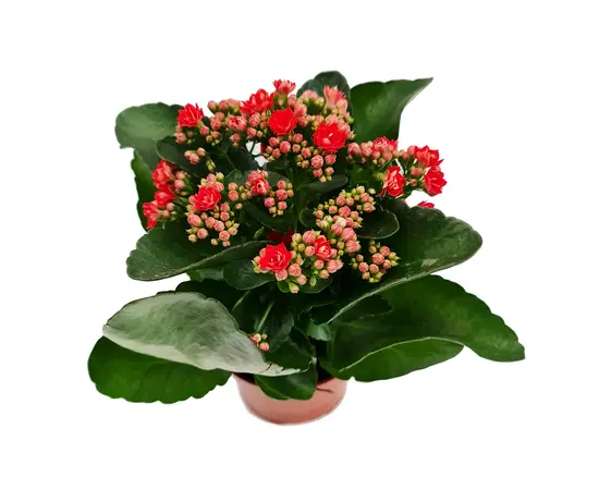 კალანხოე Kalanchoe blossfeldiana - Rosalina mix 20 სმ