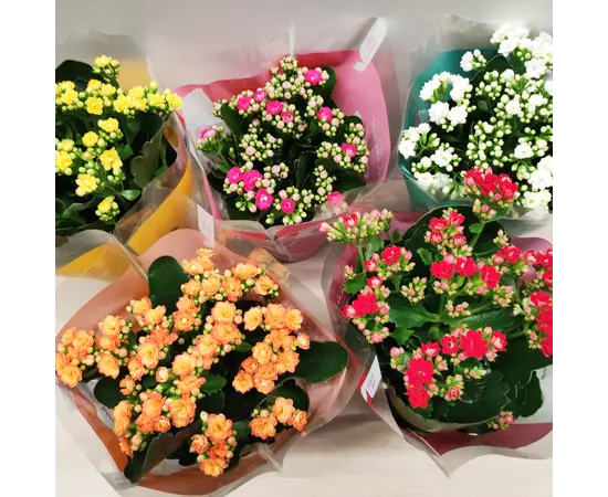 კალანხოე Kalanchoe blossfeldiana - Rosalina mix 20 სმ