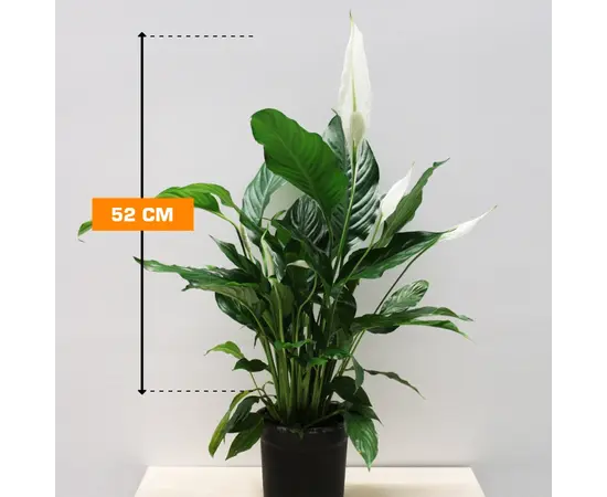 სპატიფილუმი Spathiphyllum Sweet Ricardo 52 სმ