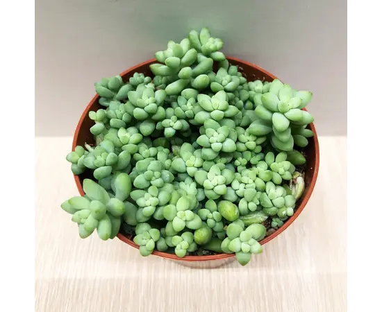 Sedum burrito 508/10