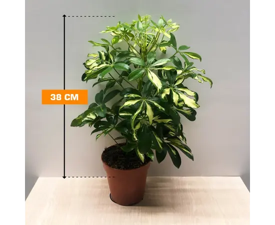 შეფლერა Schefflera Gerda 38 სმ