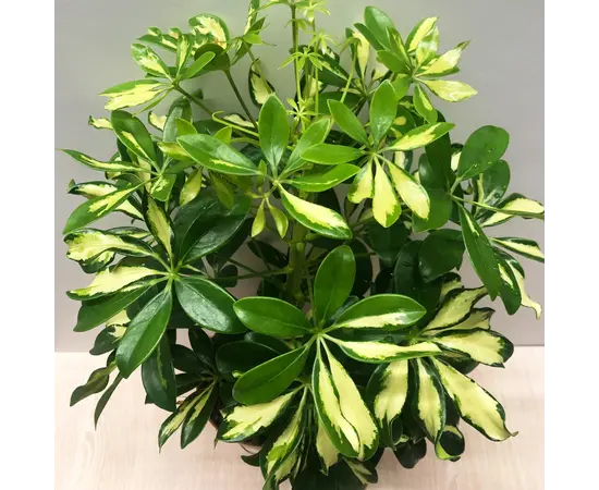 შეფლერა Schefflera Gerda 38 სმ