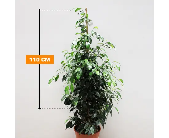 ფიკუსი Ficus Benjamina Danielle 110 სმ