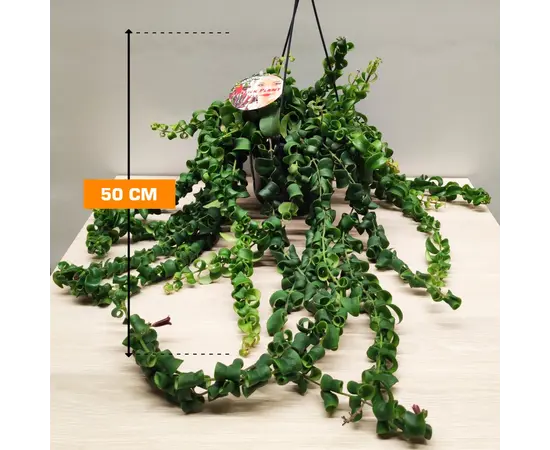 ესხინანტუსი Aeschynanthus mix 50 სმ ესხინანტუსი Aeschynanthus mix 50 სმ