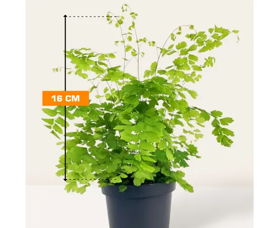 Adiantum mixed 16 cm Adiantum mixed 16 cm
