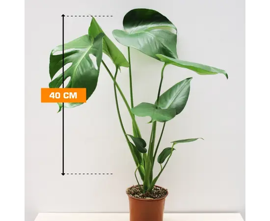 მონსტერა Monstera deliciosa 40 სმ