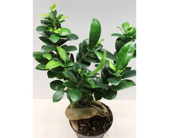 ფიკუსი FICUS MICROCARPA GINSENG 30 სმ