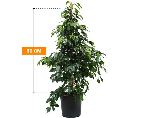 Фикус Ficus Ben mixed 3 species forever green mix 90 см