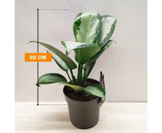 აგლაონემა Aglaonema Silver Blue 20 სმ აგლაონემა Aglaonema Silver Blue 20 სმ