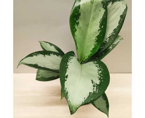 აგლაონემა Aglaonema Silver Blue 20 სმ აგლაონემა Aglaonema Silver Blue 20 სმ