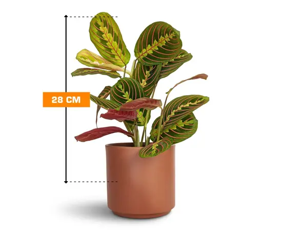 მარანტა Maranta Fascinator leuconeura 28 სმ