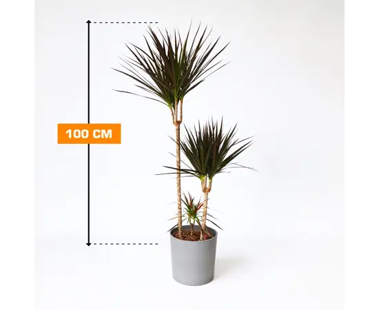 Dracaena Magenta 3PP 100 cm Dracaena Magenta 3PP 100 cm