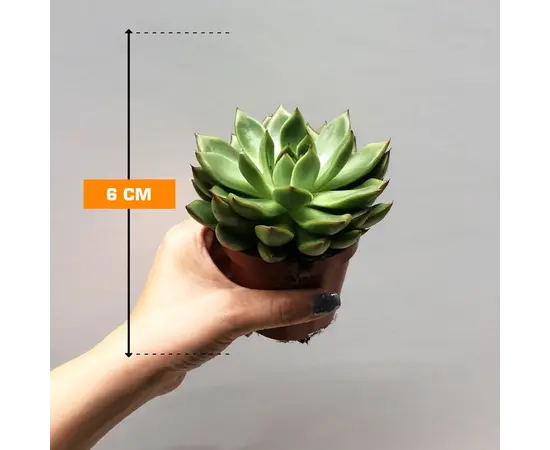 Echeveria agavoides red tips 505/10