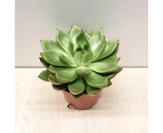Echeveria agavoides red tips 505/10