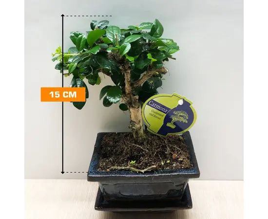 ბონსაი Bonsai Carmona 15 სმ