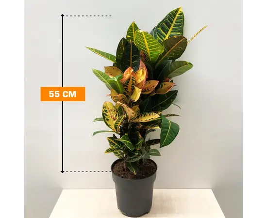 კოდიუმი Codiaeum Petra croton busch 55 სმ