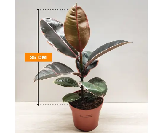 ფიკუსი Ficus elastica 'Belize 35 სმ ფიკუსი Ficus elastica 'Belize 35 სმ