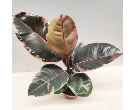 ფიკუსი Ficus elastica 'Belize 35 სმ ფიკუსი Ficus elastica 'Belize 35 სმ